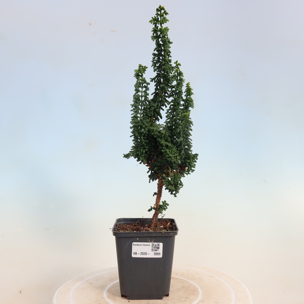 Bonsai für draußen - Cham. obtusa SEKKA HINOKI - Zypresse