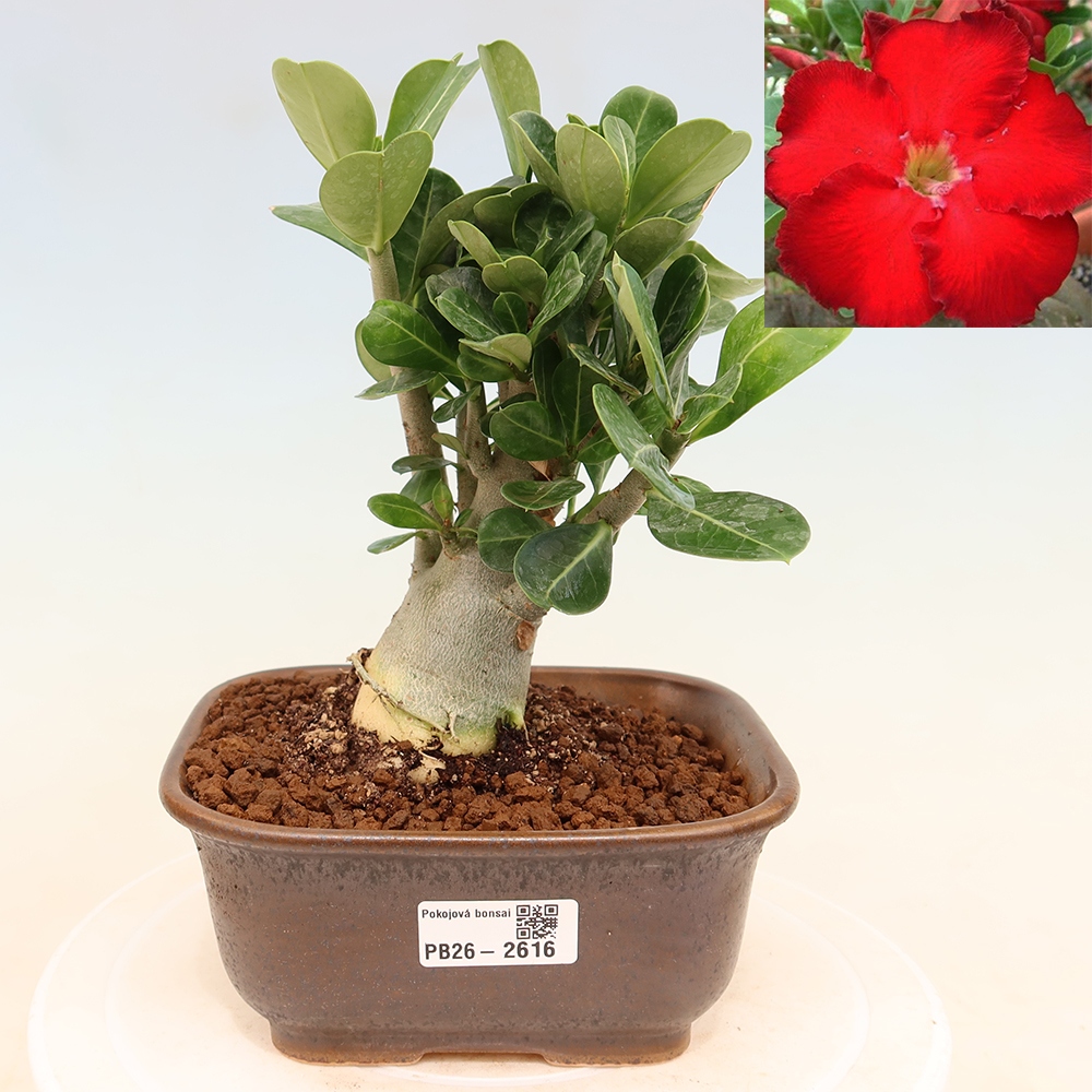 Zimmerbonsai – Adenium obesum „Red Star“ – Wüstenrose