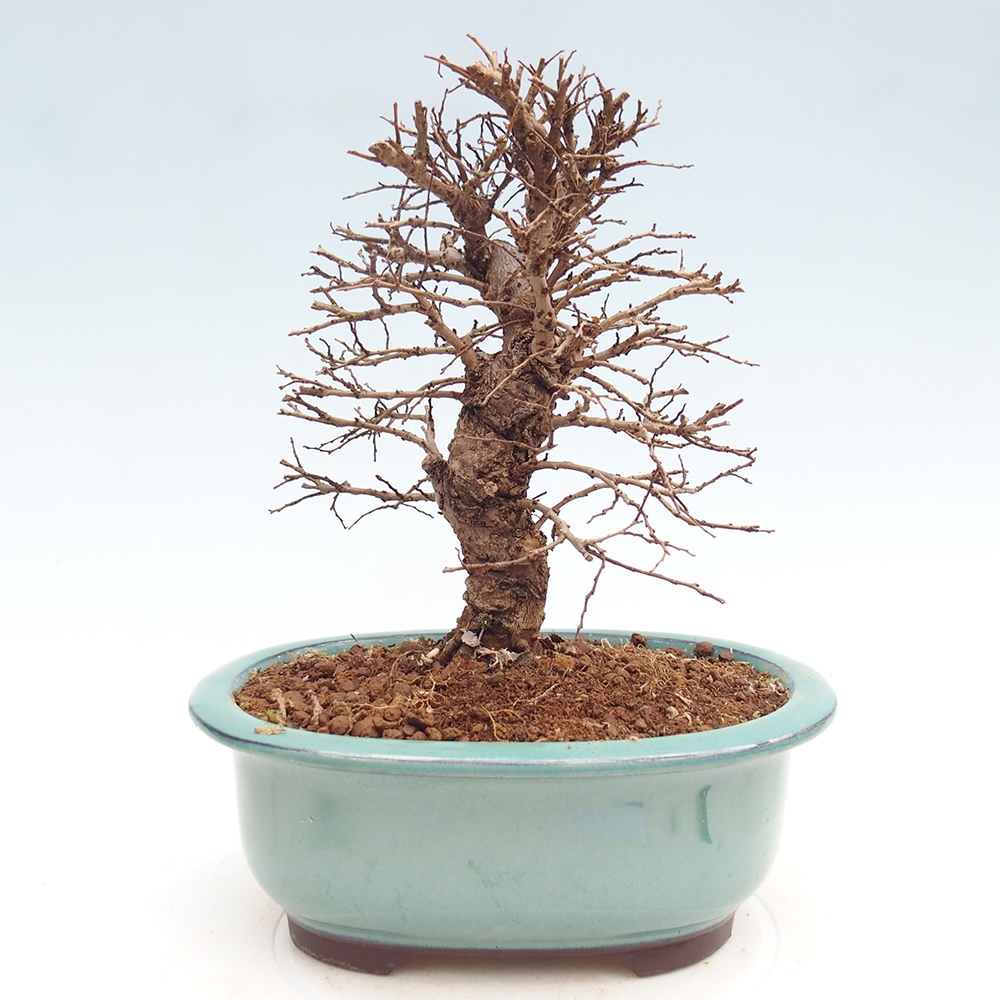 Bonsai für draußen - Zelkova - Zelkova NIRE