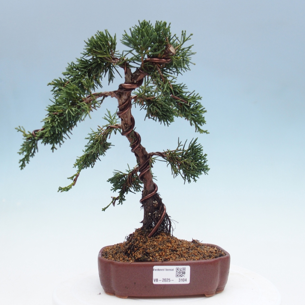 Bonsai im Freien - Juniperus chinensis Kishu - Chinesischer Wacholder