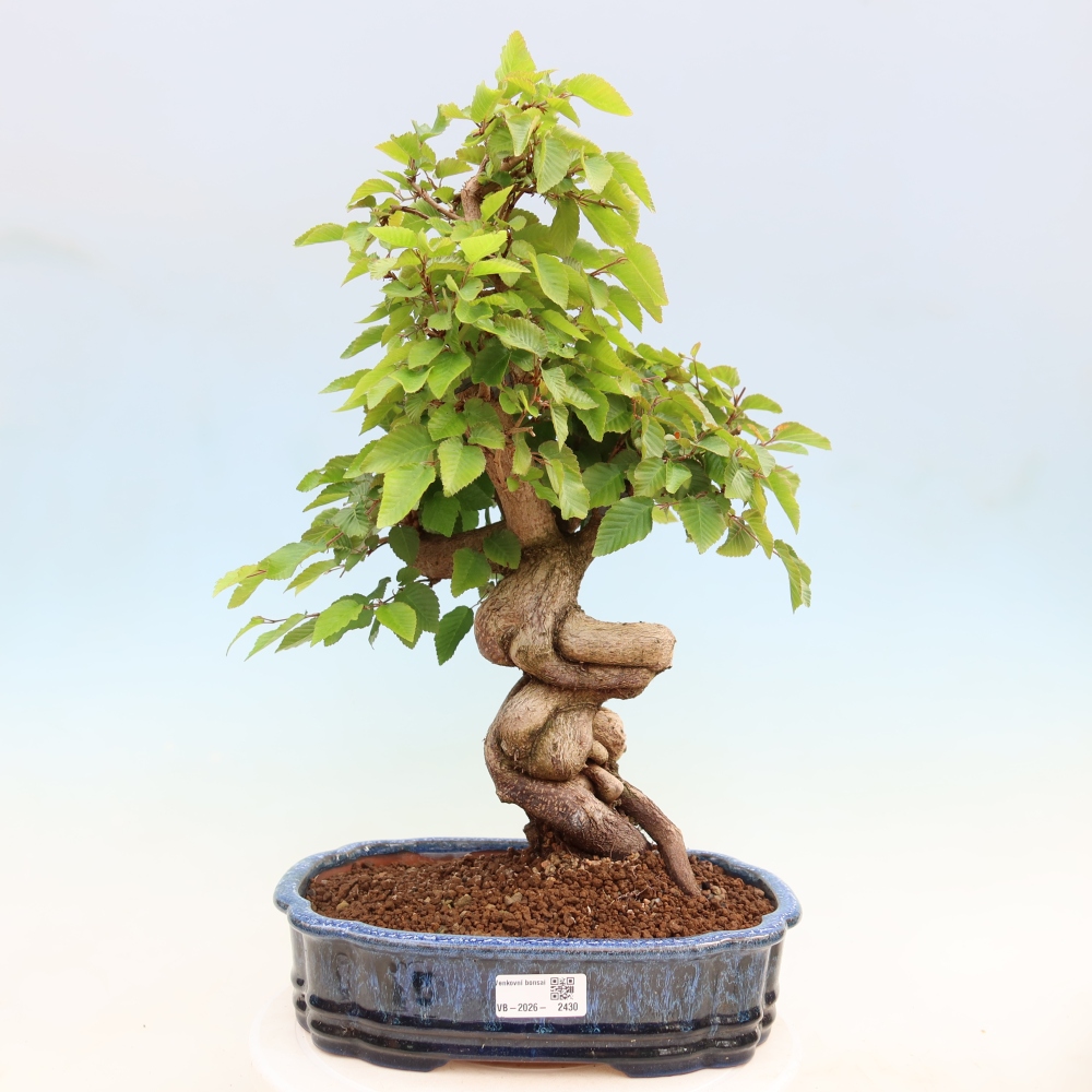 Bonsai für draußen - Karpinus Coreana - Koreanische Hainbuche