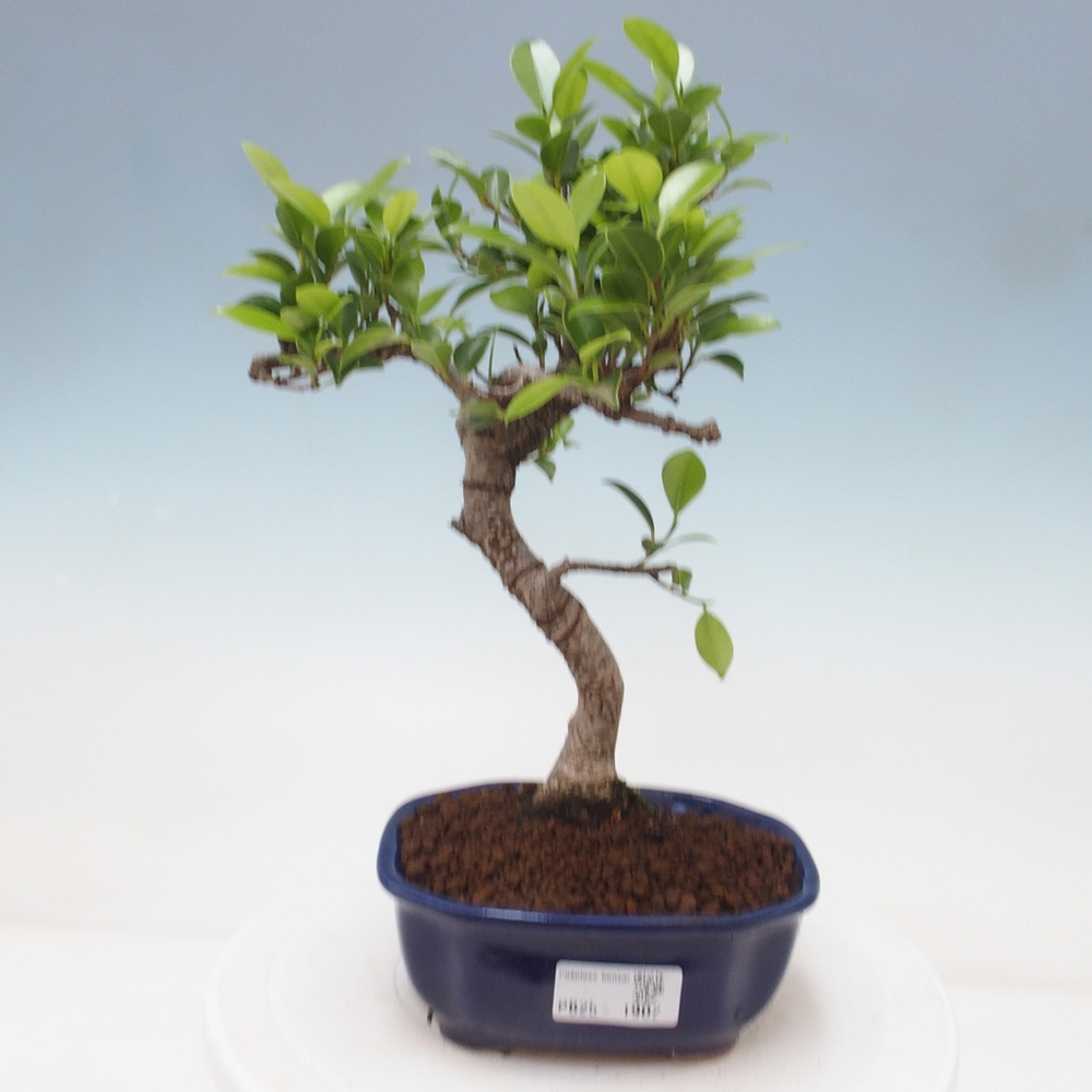 Indoor-Bonsai - Ficus retusa - kleiner Ficus