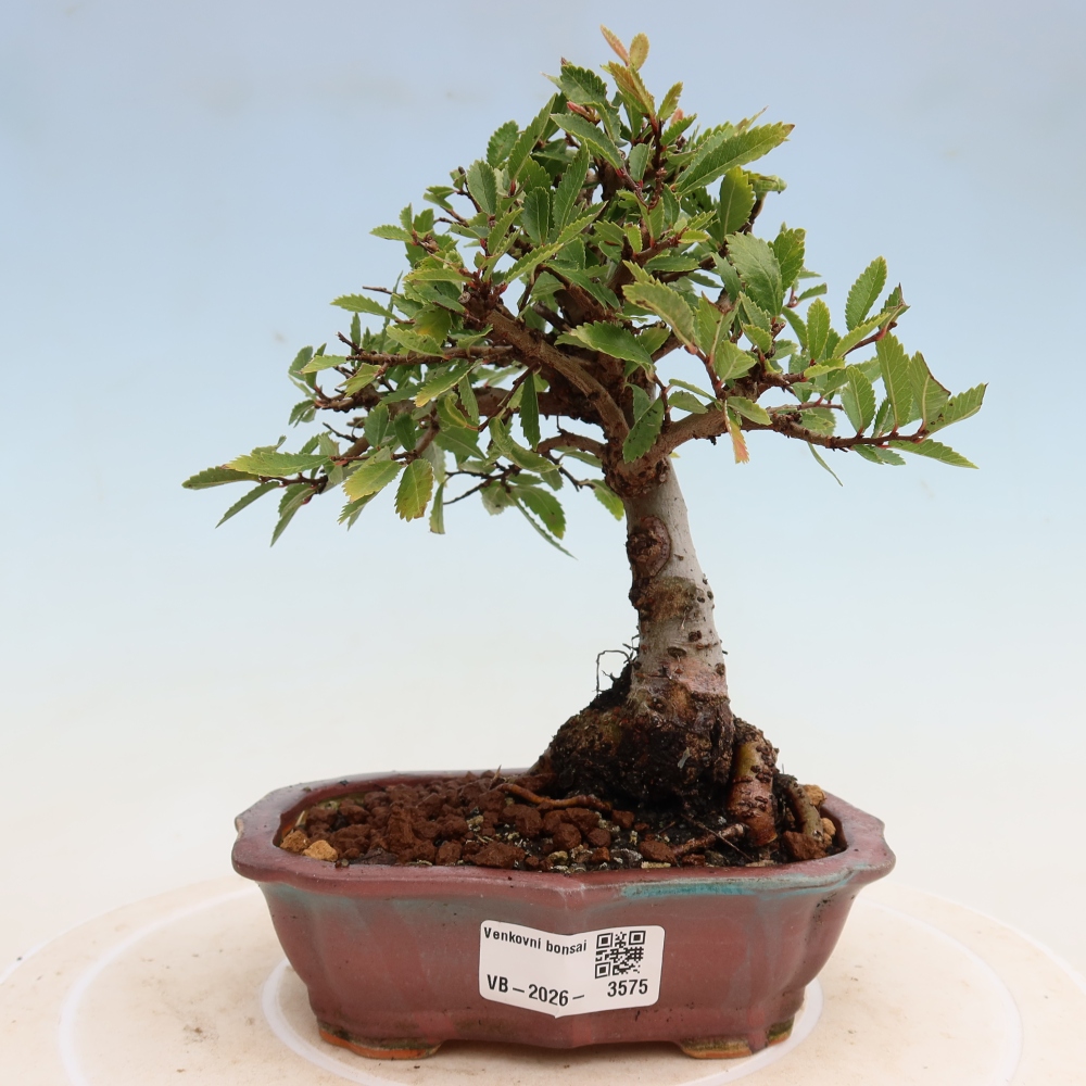 Bonsai für draußen - Zelkova - Zelkova NIRE
