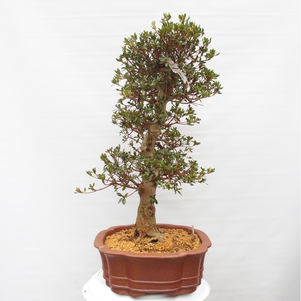Bonsai für draußen - Japanische Azalee - Azalea Sansai