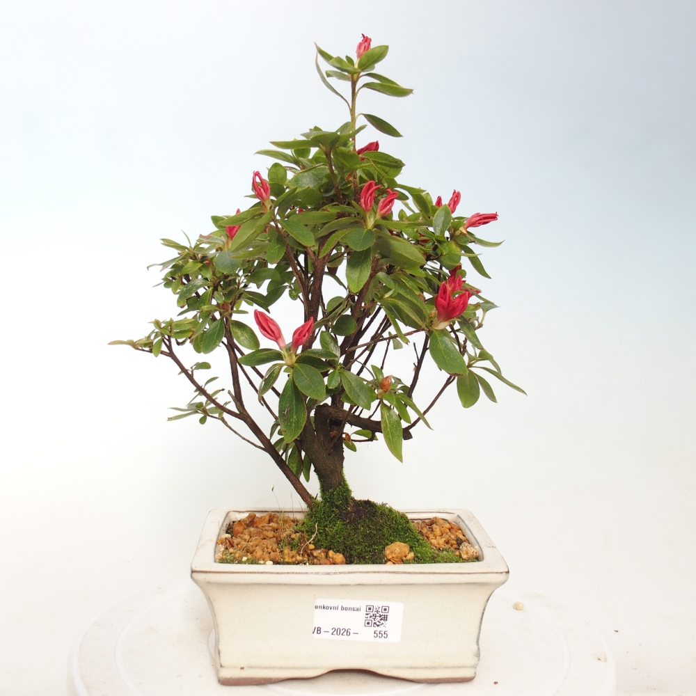 Bonsai für draußen - Japanische Azalee - Azalea sp.