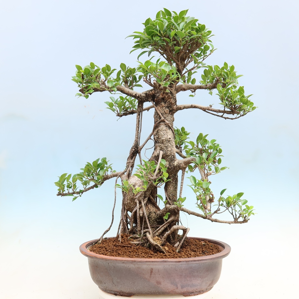 Zimmerbonsai - Ficus kimmen - Kleinblättriger Ficus