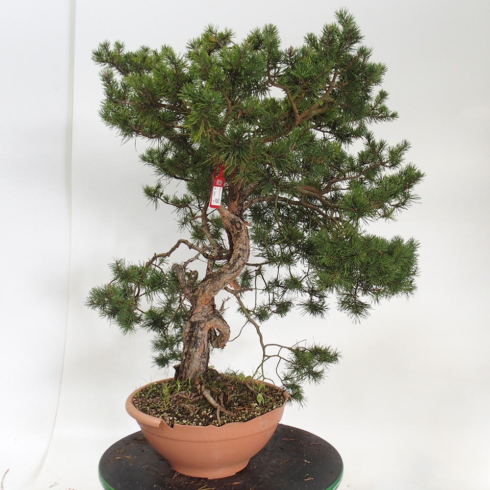 Yamadori - Pinus sylvestris Spanien