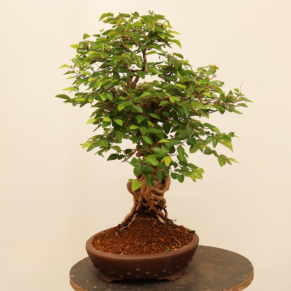 Bonsai im Freien - Carpinus Coreana - Koreanische Hainbuche