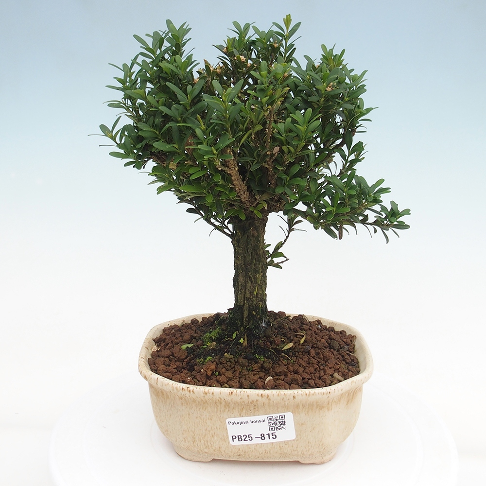 Zimmerbonsai - Buxus harlandii - Korkbuchsbaum