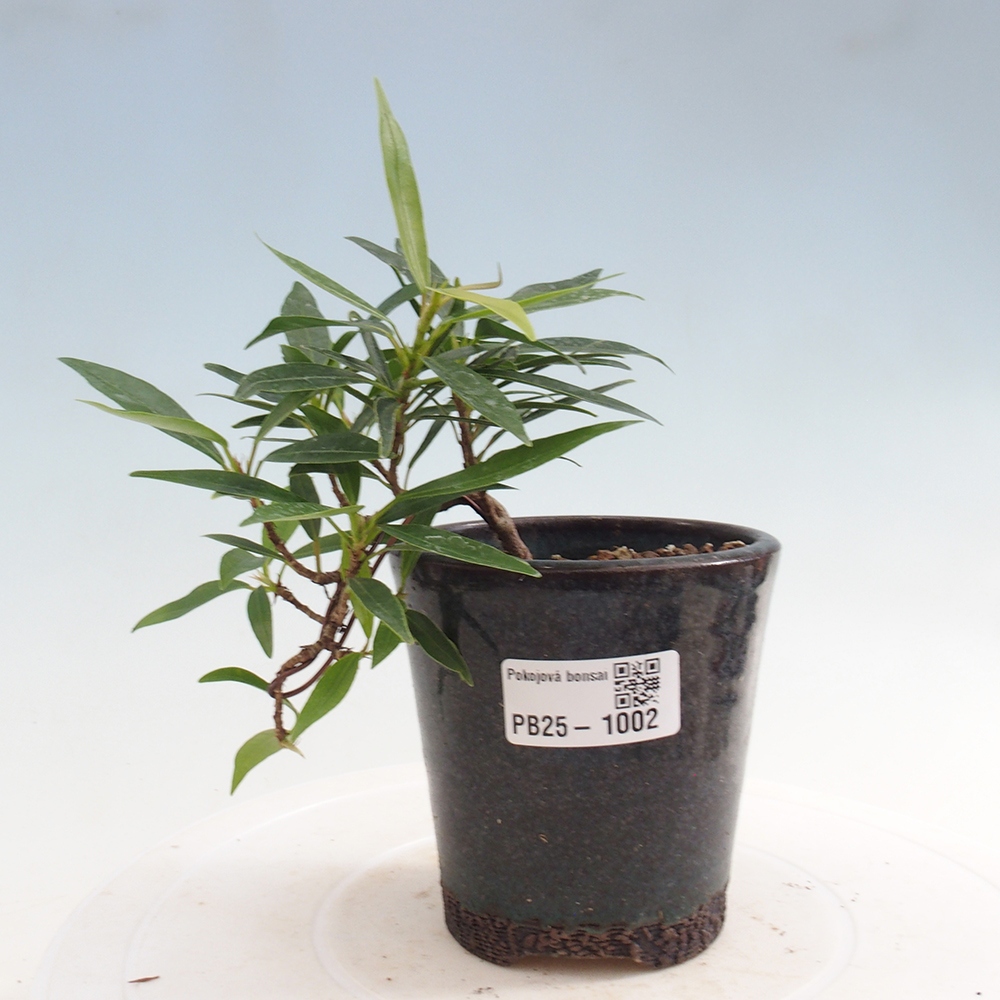 Zimmerbonsai - Ficus nerifolia - kleinblättriger Ficus