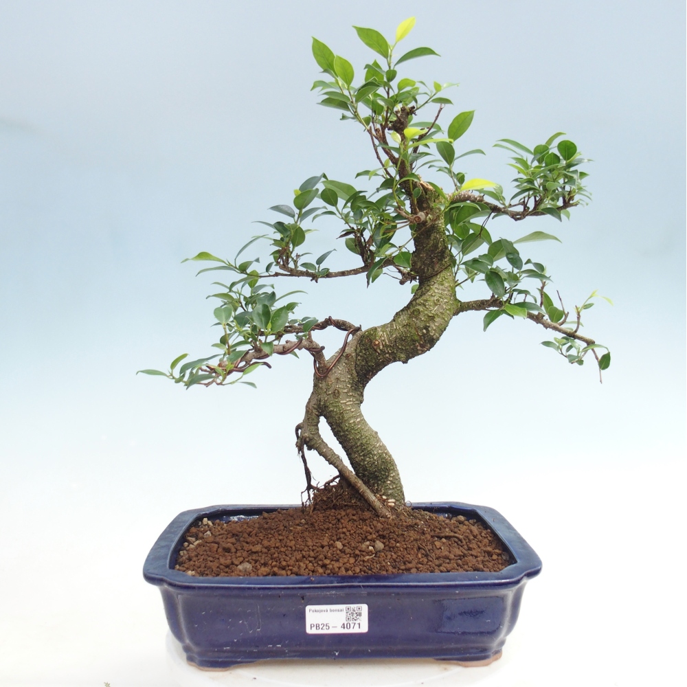 Zimmerbonsai - Ficus kimmen - Kleinblättriger Ficus