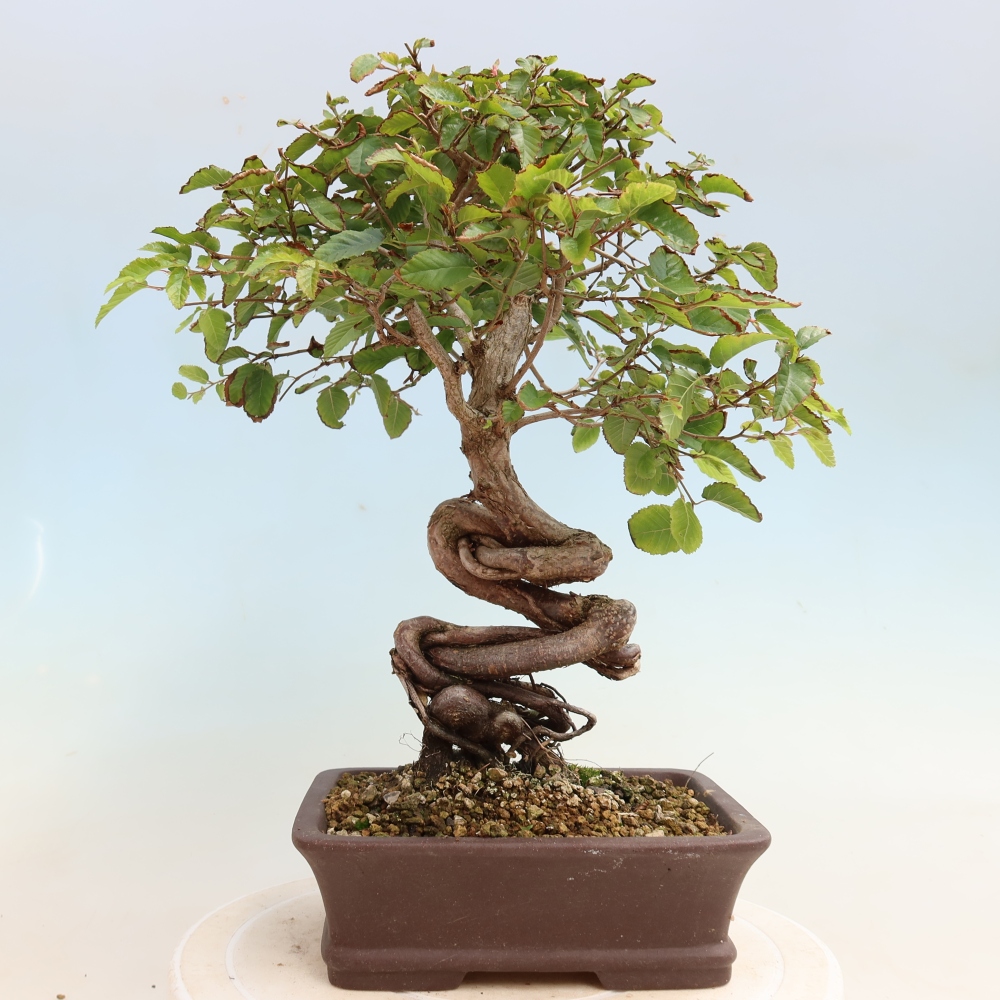 Bonsai für draußen -Carpinus CARPINOIDES - Koreanische Hainbuche