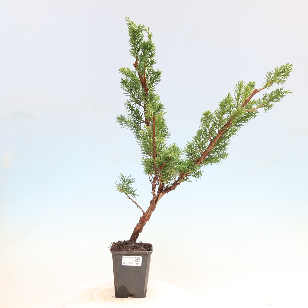 Bonsai für draußen - Juniperus chinensis Kishu