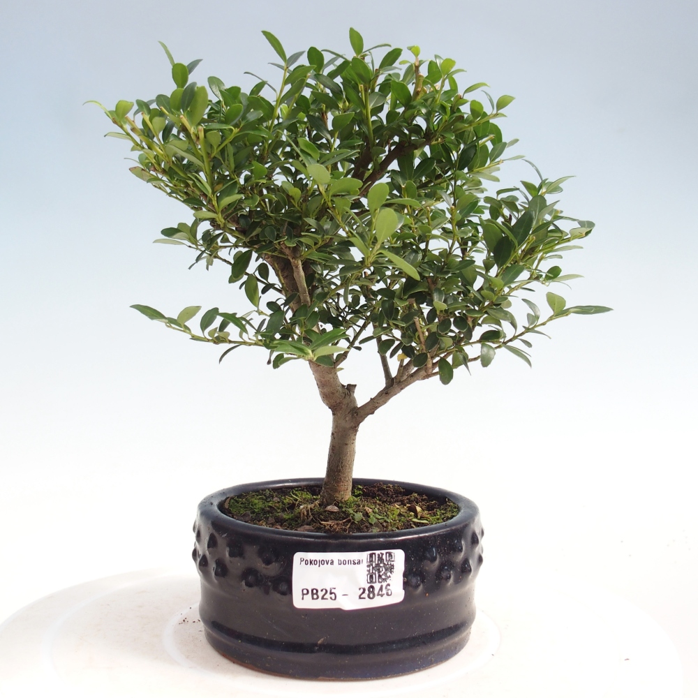 Zimmerbonsai - Ilex crenata - Holly