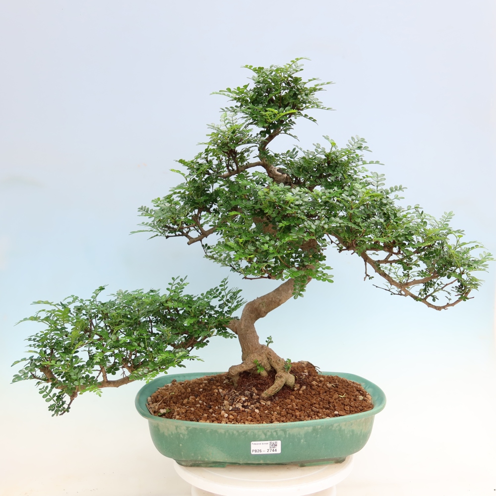 Zimmer Bonsai - Zantoxylum piperitum - Pfefferbaum