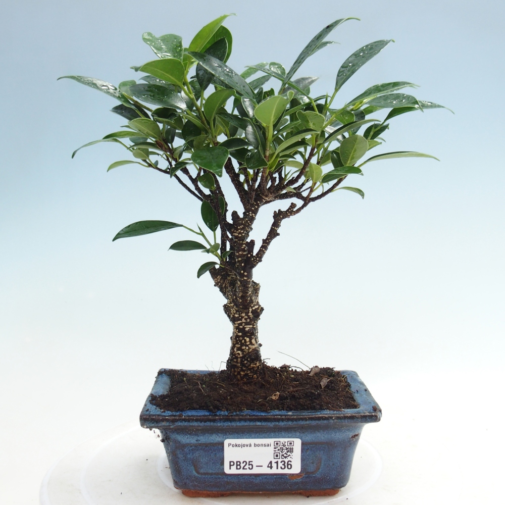 Zimmer Bonsai Ficus retusa kimmen