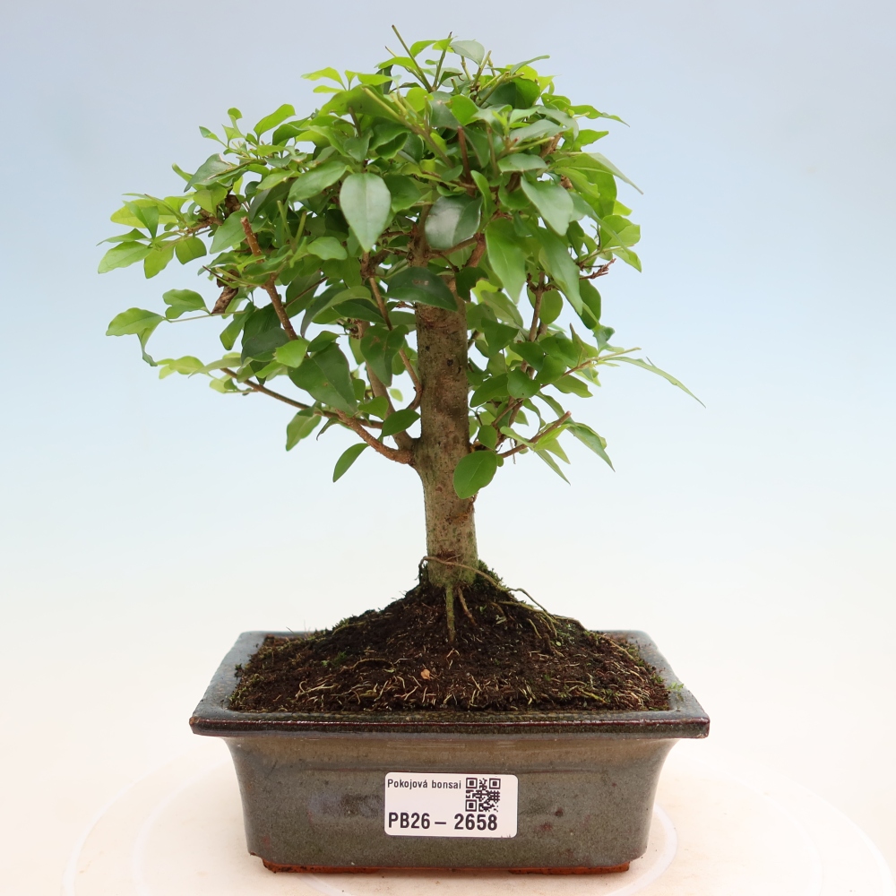 Zimmer Bonsai -Ligustrum chinensis - Vogelschnabel