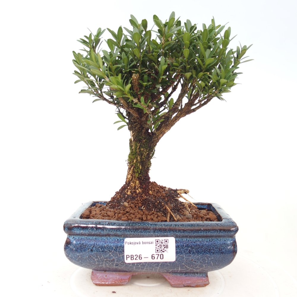 Zimmer Bonsai - Buxus harlandii - Korkbuxus