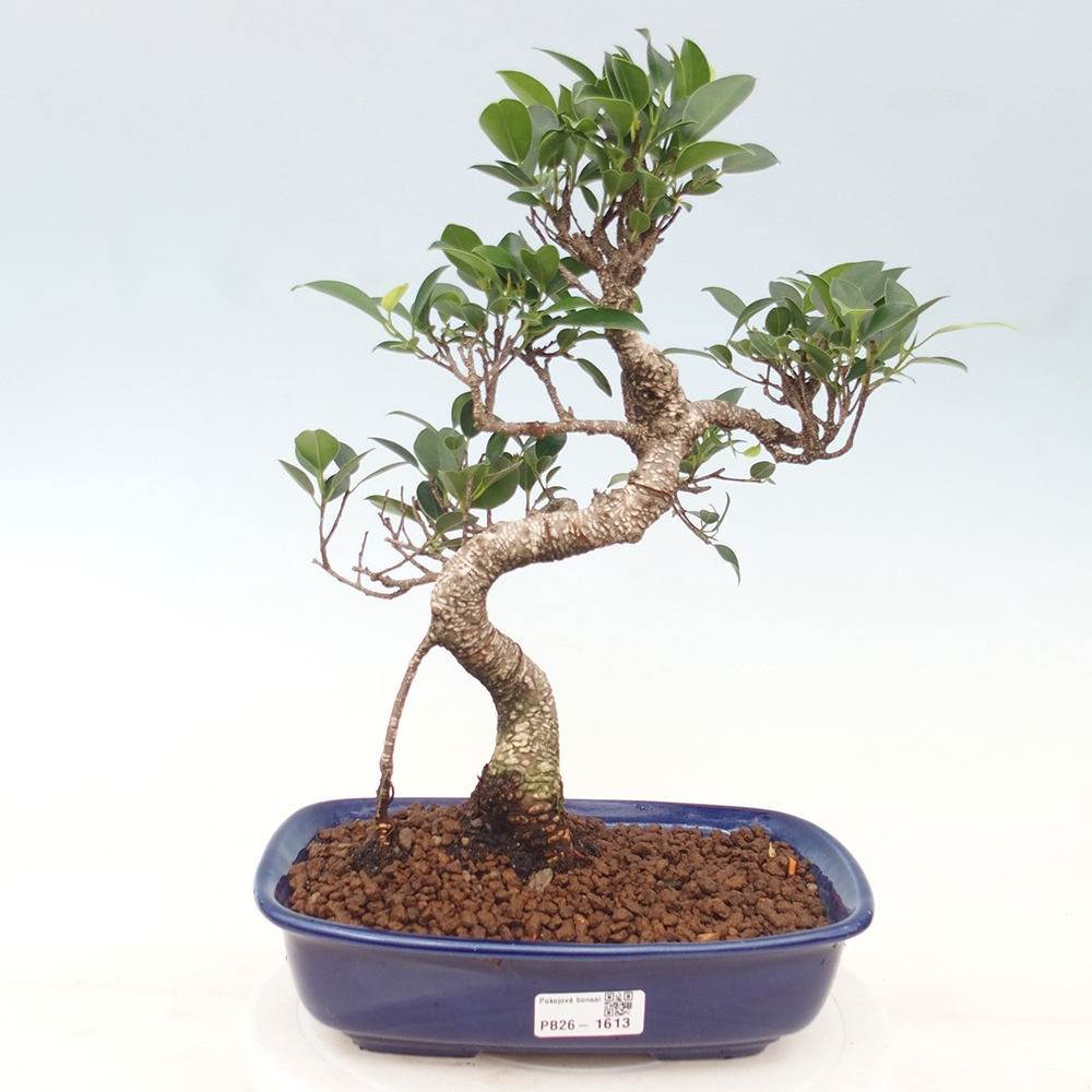 Zimmerbonsai - Ficus kimmen - Kleinblättriger Ficus