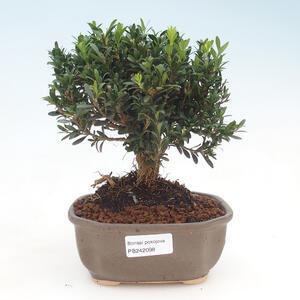 Zimmer Bonsai - Buxus harlandii - Kork Buchsbaum