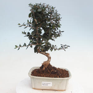 Indoor-Bonsai - Olea europaea sylvestris - Europäisches kleinblättriges Olivenöl