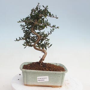 Indoor-Bonsai - Olea europaea sylvestris - Europäisches kleinblättriges Olivenöl