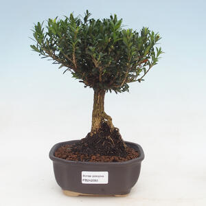 Zimmer Bonsai - Buxus harlandii - Kork Buchsbaum