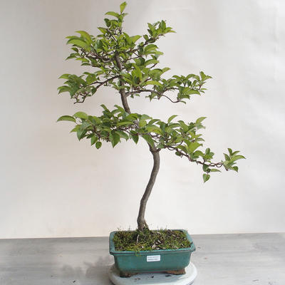Bonsai im Freien - Malus sp. - Kleinfruchtiger Apfelbaum - 1