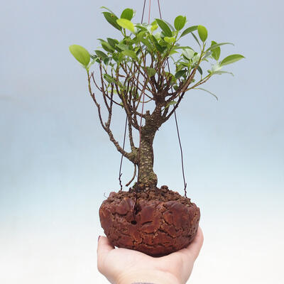 Kokedama aus Keramik - Kleinblättriger Ficus - Ficus kimmen - 1