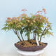 Acer palmatum - Ahorn - Hain - 1/4