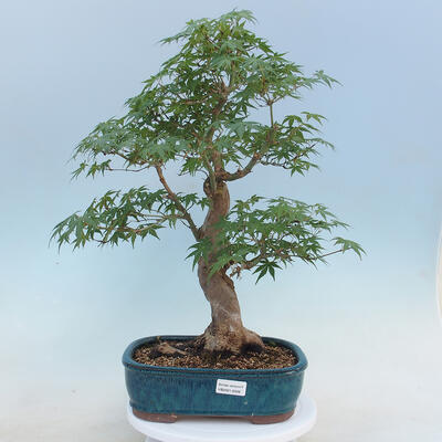 Acer palmatum - Palmahorn - 1