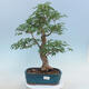 Acer palmatum - Palmahorn - 1/5