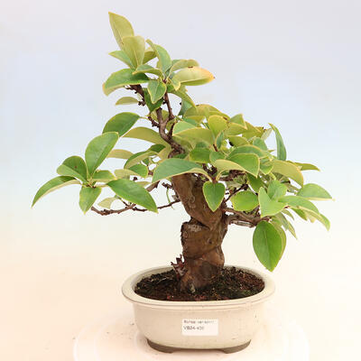 Bonsai im Freien - Pseudocydonia sinensis - Chinesische Quitte - 1
