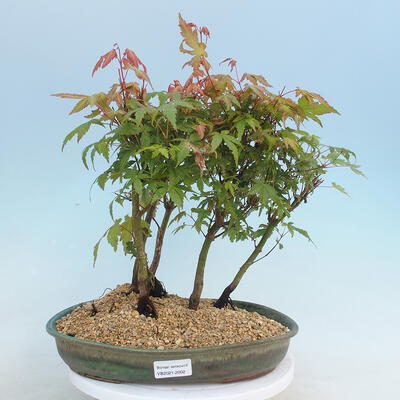Acer palmatum - Ahorn - Hain - 1
