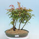 Acer palmatum - Ahorn - Hain - 1/4