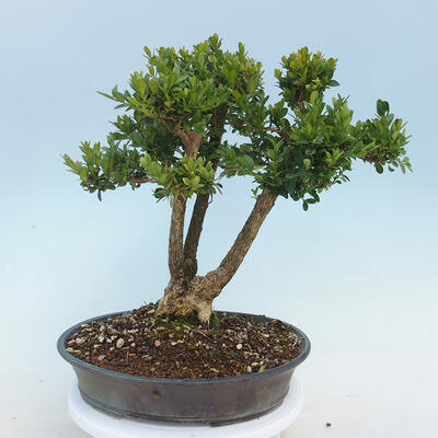 Outdoor-Bonsai - Buxus microphylla - Buchsbaum - 1