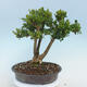 Outdoor-Bonsai - Buxus microphylla - Buchsbaum - 1/5