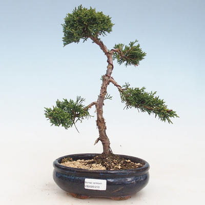 Bonsai im Freien - Juniperus chinensis - Chinesischer Wacholder VB-2020-210