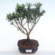 Indoor Bonsai - Podocarpus - Stein Eibe PB220115 - 1/4