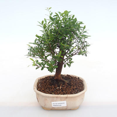 Innenbonsai - Syzygium - Pimentovník PB220125 - 1