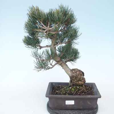 Pinus parviflora - Kleine Kiefer VB2020-127 - 1