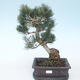 Pinus parviflora - Kleine Kiefer VB2020-127 - 1/3