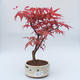 Bonsai im Freien - Ahornbaum - Acer palmatum DESHOJO - 1/2