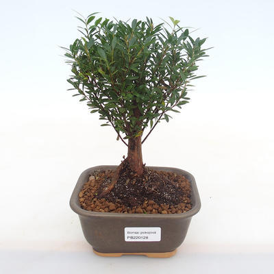 Innenbonsai - Syzygium - Pimentovník PB220128 - 1