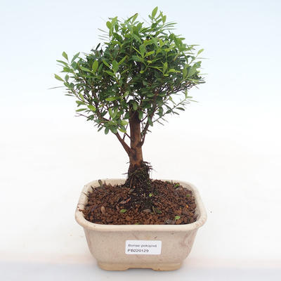 Innenbonsai - Syzygium - Pimentovník PB220129 - 1