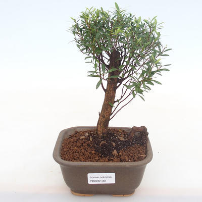 Innenbonsai - Syzygium - Pimentovník PB220130 - 1
