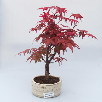 Bonsai im Freien - Ahornbaum - Acer palmatum DESHOJO - 1