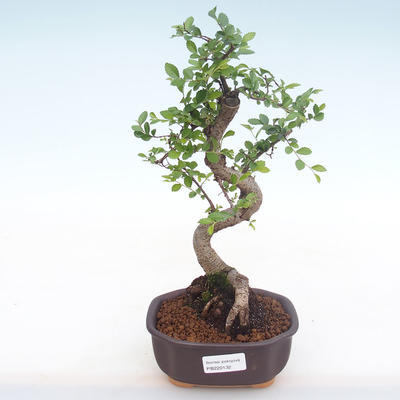 Indoor-Bonsai - Ulmus parvifolia - Kleine Blattulme PB220132 - 1