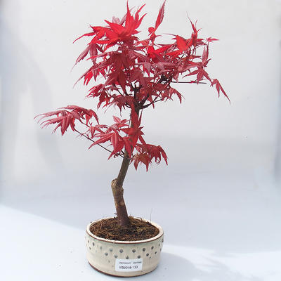 Bonsai im Freien - Ahornbaum - Acer palmatum DESHOJO - 1