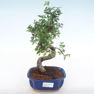 Indoor-Bonsai - Ulmus parvifolia - Kleine Blattulme PB220134 - 1